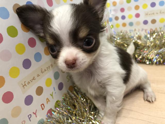 チワワ(ロングコート)