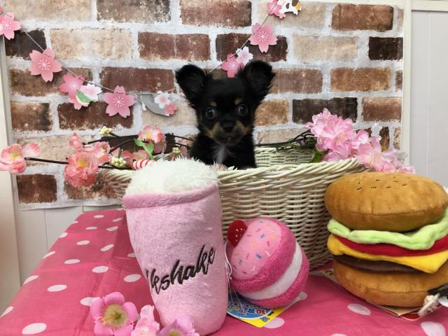 チワワ（ロングコート）