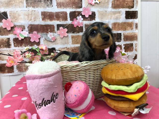 ミニチュアダックスフンド