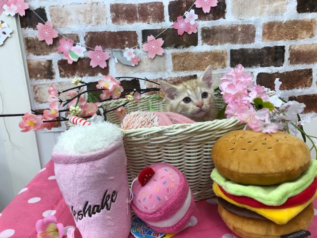 アメリカンショートヘアー