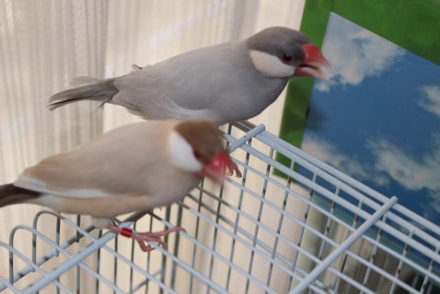 シルバーとシナモン文鳥