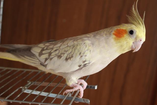 オカメインコ・ハニーちゃん