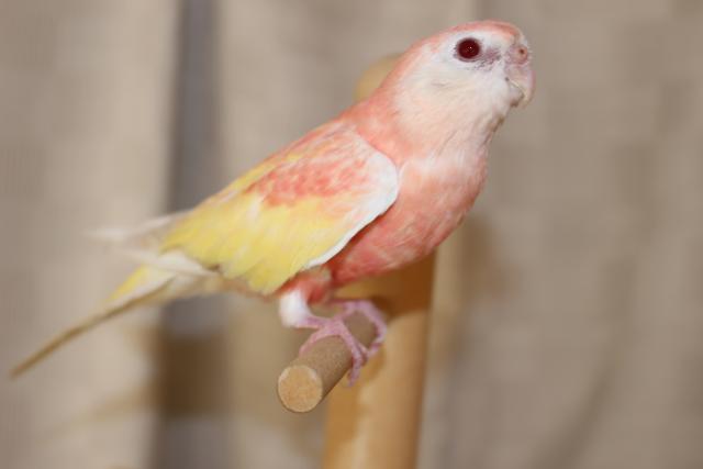 秋草インコ・かぐや様