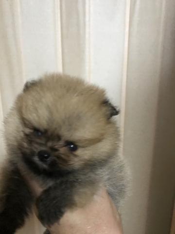 テンカイチ 愛知県 子犬や子猫たちのペット販売情報が満載 ペットステーション