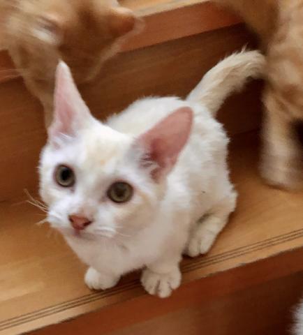 ラムキン