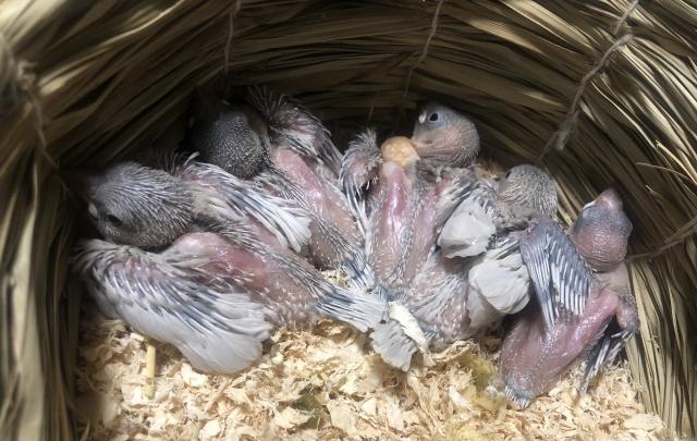 シルバー文鳥　雛