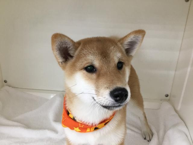 柴犬