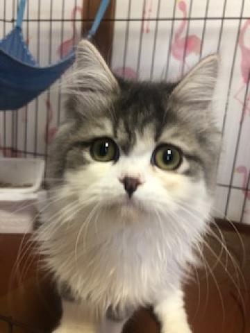 ミヌエット（旧ナポレオン）