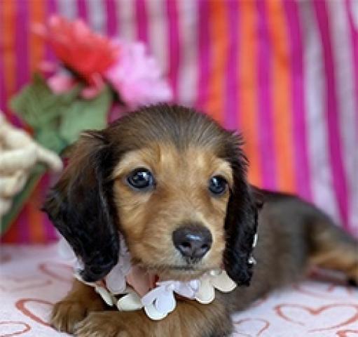 ミニチュアダックスフンド