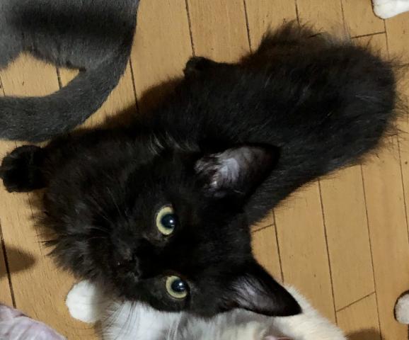 ミヌエット(旧ナポレオン)