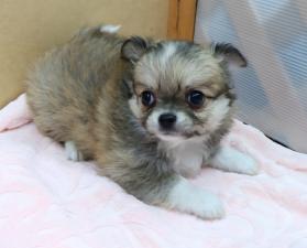 パトロン うなり声 神話 コーナン 犬 カット Lincolnvillebaptist Org