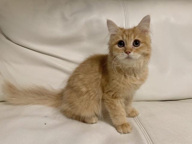 サイベリアン♡良血統