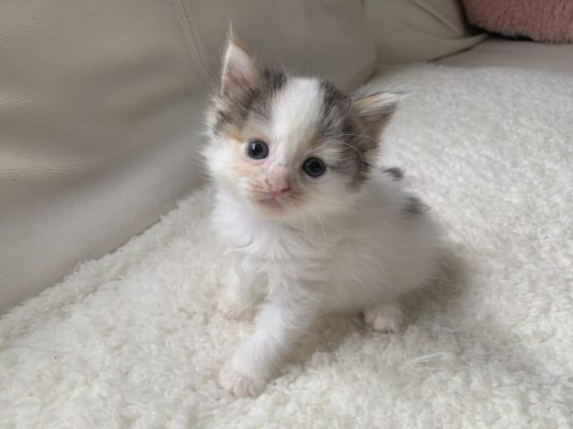 サイベリアン♡良血統