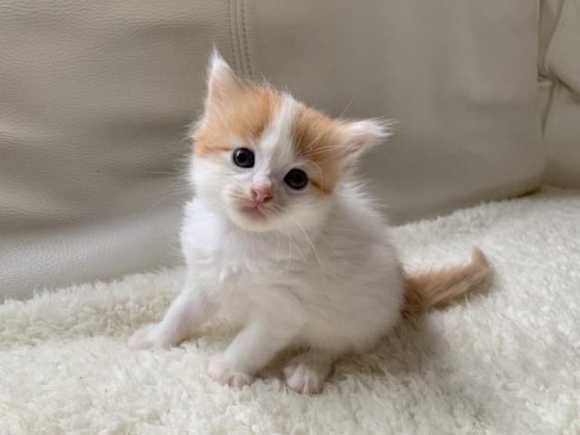 サイベリアン♡美しいハチワレちゃん!良血統