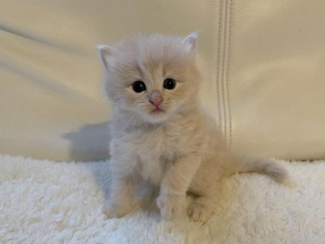 サイベリアン♡母ロシア産血統