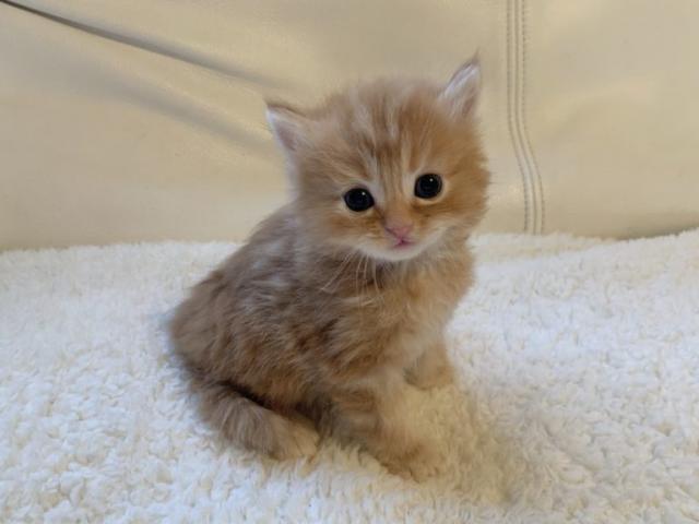 サイベリアン♡良血統