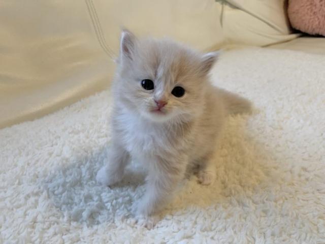 サイベリアン♡良血統