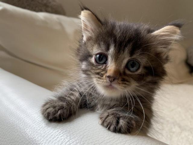 マンチカン長毛短足ちゃん