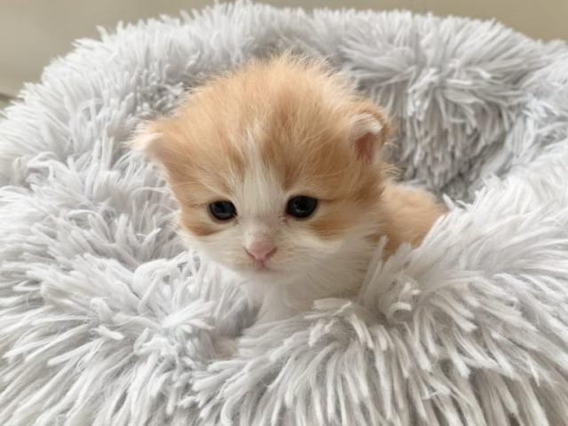 ミヌエット（旧ナポレオン）♡長足ちゃん