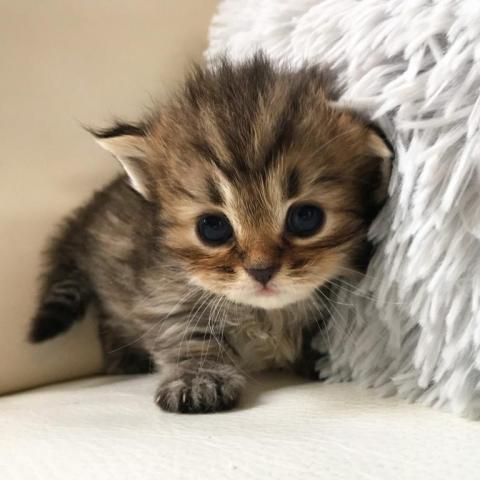 ミヌエット（旧ナポレオン）♡短足ちゃん