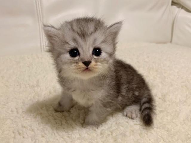 ミヌエット（旧ナポレオン）長足♡長毛