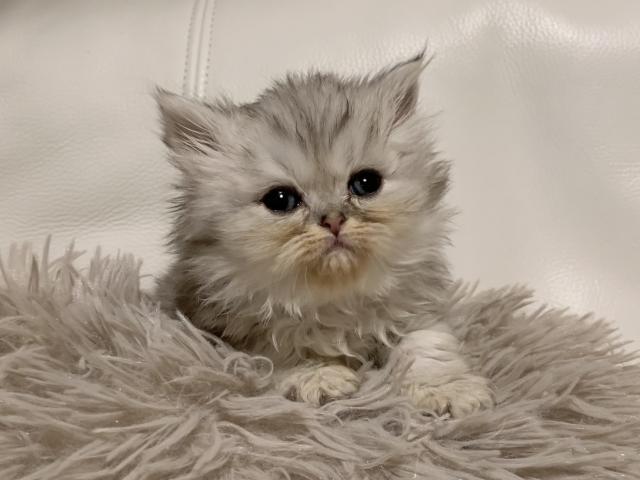 エキゾチックショートヘアー