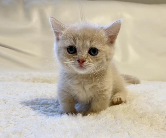 ミヌエット（旧ナポレオン）♡短足ちゃん