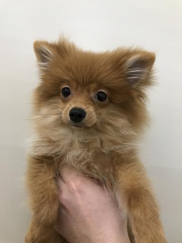 ポメラニアン