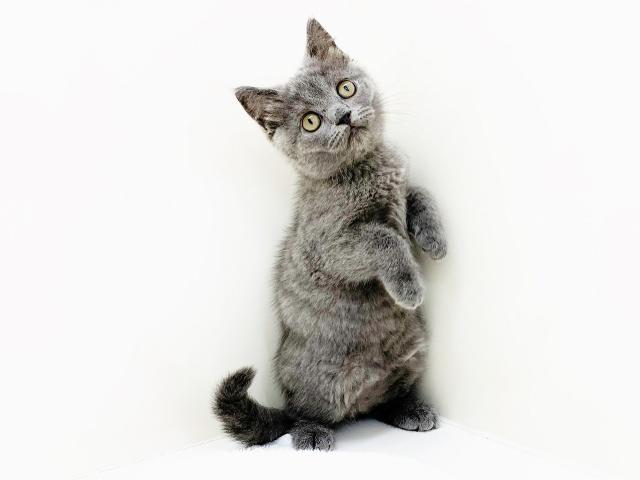 ブリティッシュショートヘア