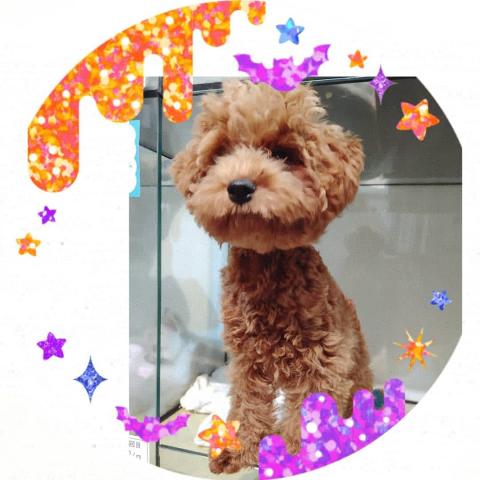 トイプードル