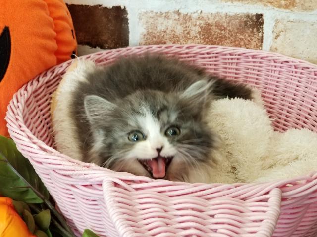 スコティッシュフォールド