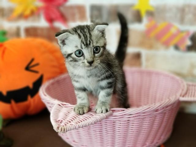 スコティッシュフォールド