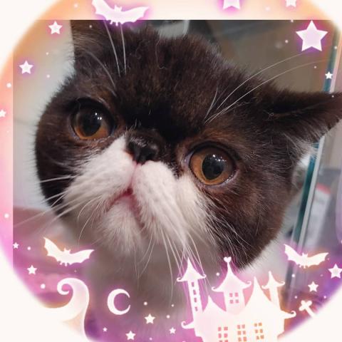 エキゾチックショートヘアー