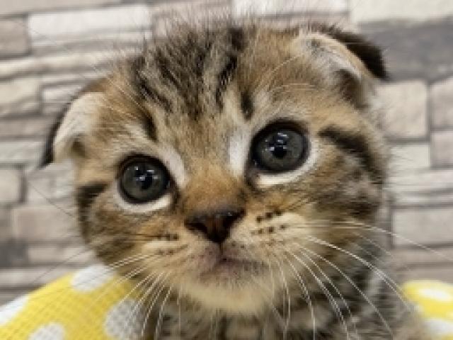 スコティッシュフォールド
