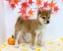 柴犬
