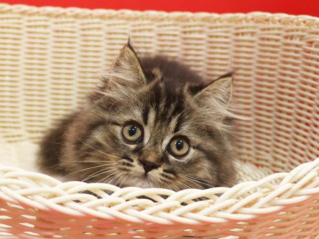 ミヌエット（旧ナポレオン）