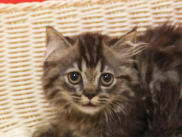 ミヌエット（旧ナポレオン）