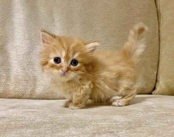 ミヌエット（旧ナポレオン）♡短足ちゃん