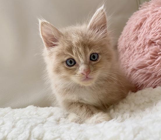 サイベリアン♡良血統