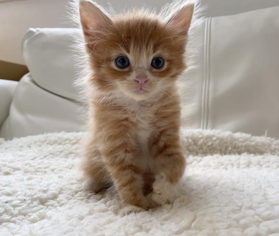 サイベリアン♡良血統