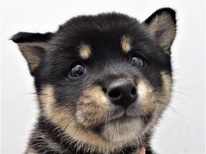 柴犬