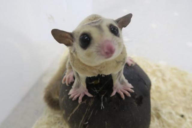 かねだい海老名店 神奈川県 子犬や子猫たちのペット販売情報が満載 ペットステーション