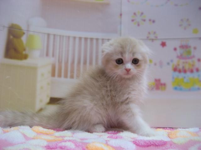スコティッシュフォールド
