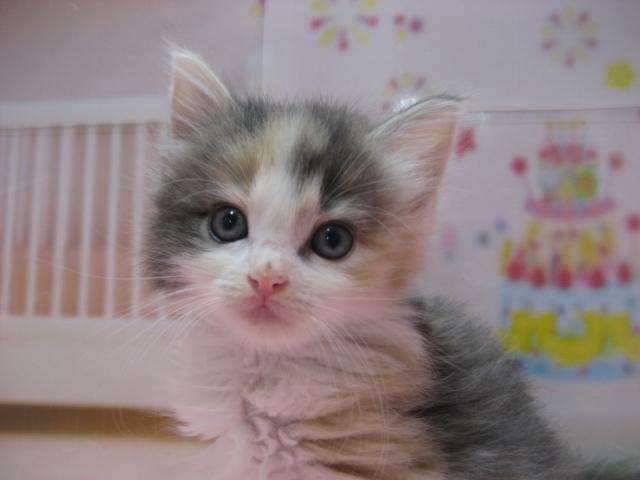 ノルウェージャンフォレストキャット