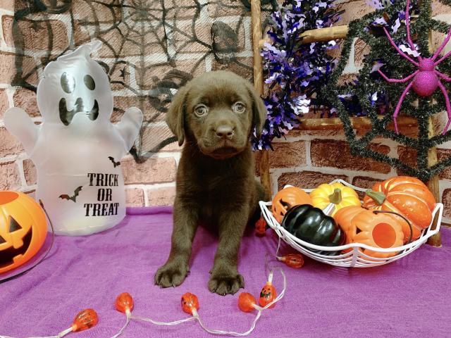 ラブラドールレトリーバー