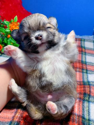 チワワ（ロングコート）お鼻ぺったんこボーイ♡