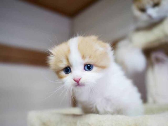 スコティッシュフォールド折れ耳　長毛　メス