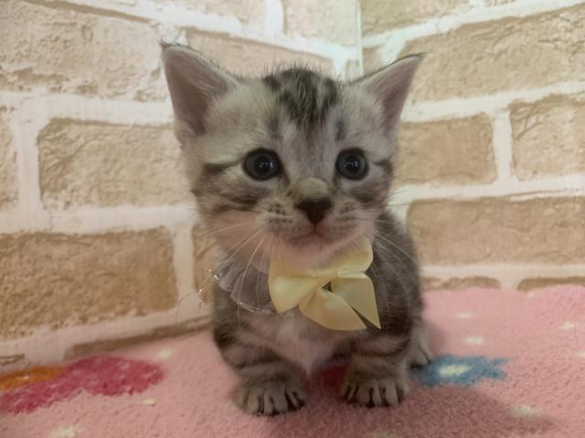 マンチカン短足