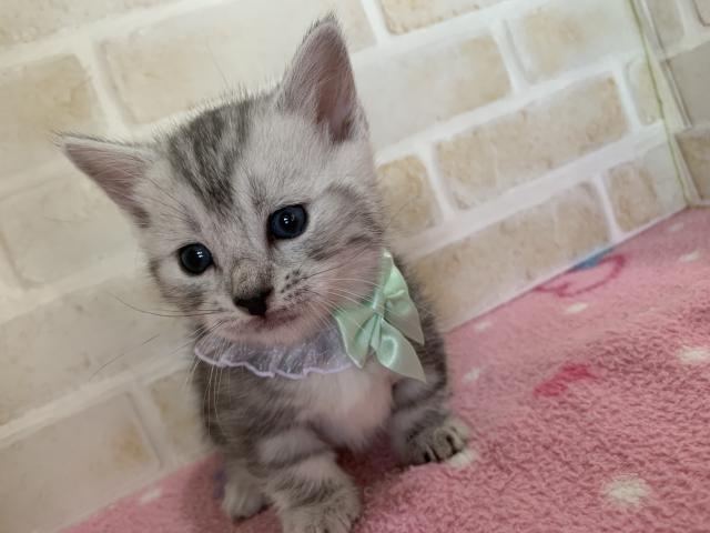 マンチカン短足