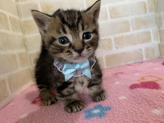 マンチカン短足